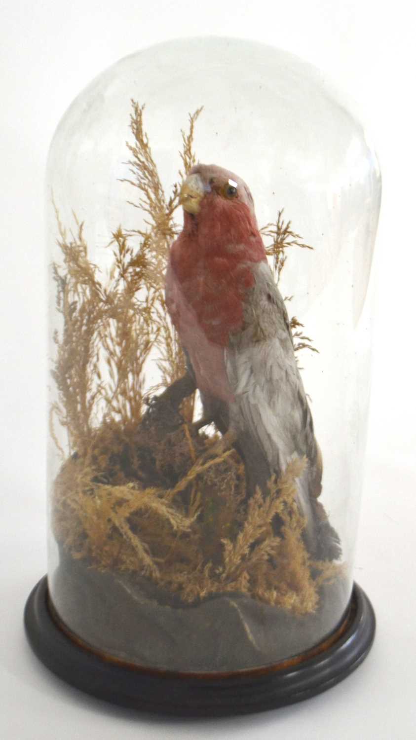 Early 20th Century taxidermy Galah (Eolophus Roseicapilla) pink and grey Cockatoo under glass dome
