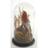 Early 20th Century taxidermy Galah (Eolophus Roseicapilla) pink and grey Cockatoo under glass dome
