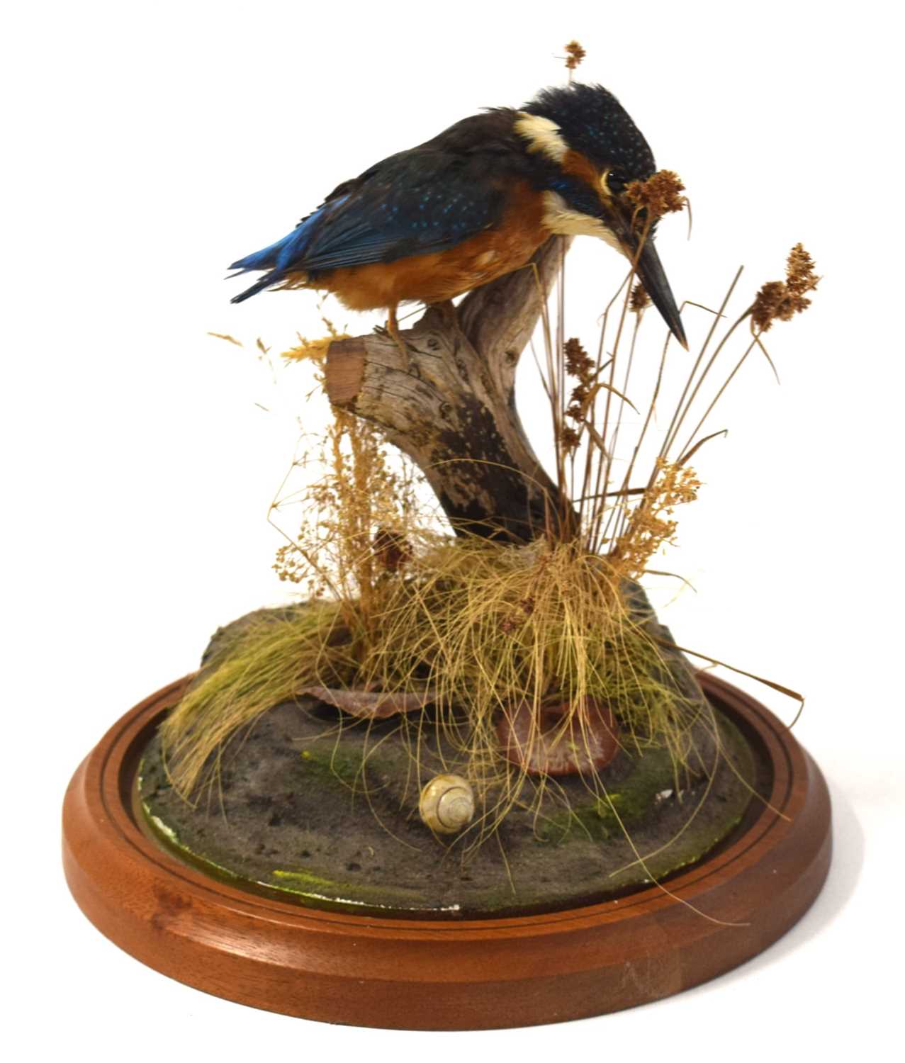 20th century / modern Taxidermy common Kingfisher (Alcedo atthis) set of branch amongst naturalistic