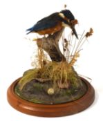 20th century / modern Taxidermy common Kingfisher (Alcedo atthis) set of branch amongst naturalistic