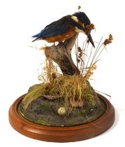 20th century / modern Taxidermy common Kingfisher (Alcedo atthis) set of branch amongst naturalistic