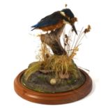 20th century / modern Taxidermy common Kingfisher (Alcedo atthis) set of branch amongst naturalistic