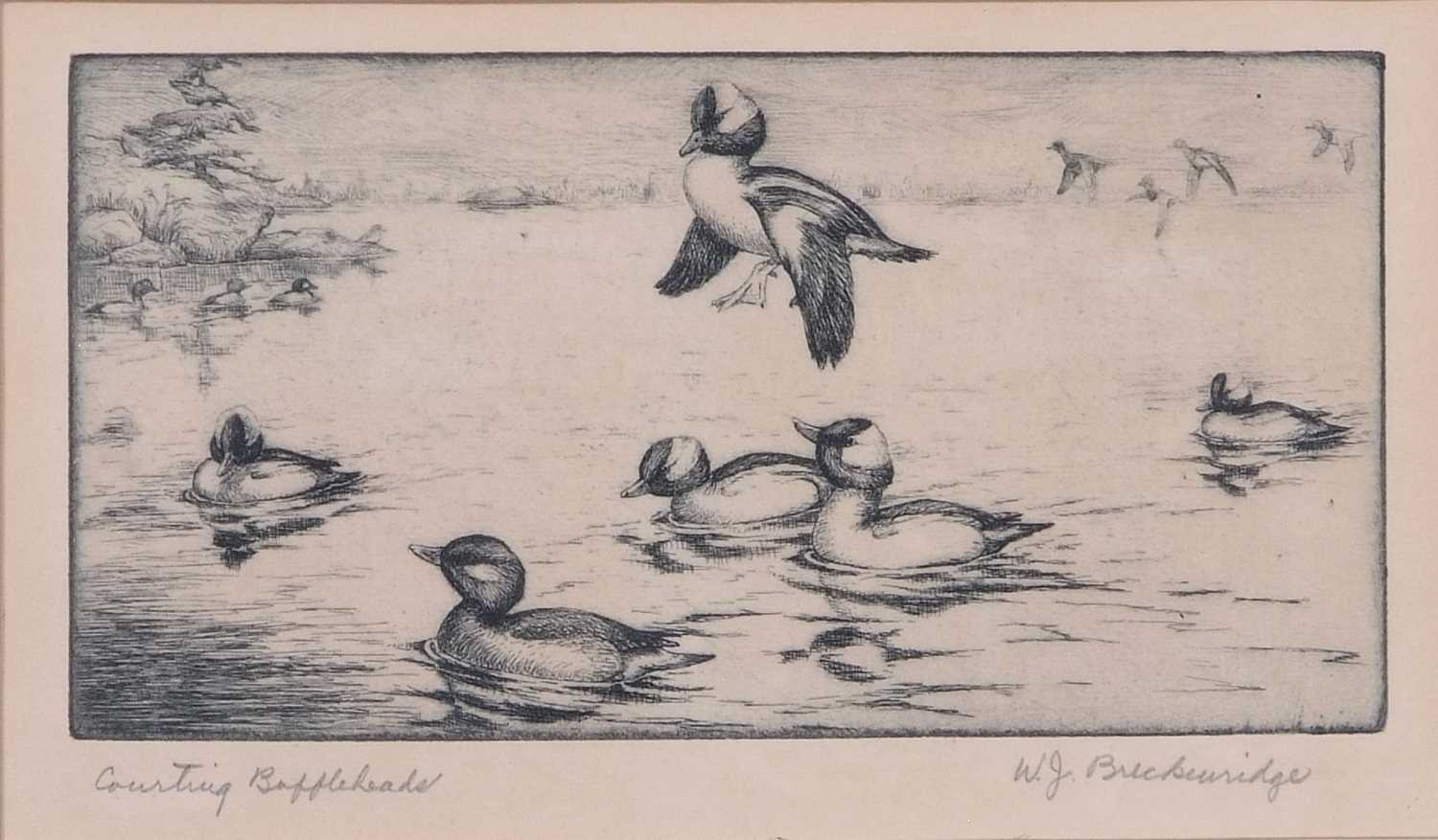 Walter John Breckenridge (1903-2003), 'Ruddies in Dipley' and 'Courting Buffleheader', - Image 3 of 5