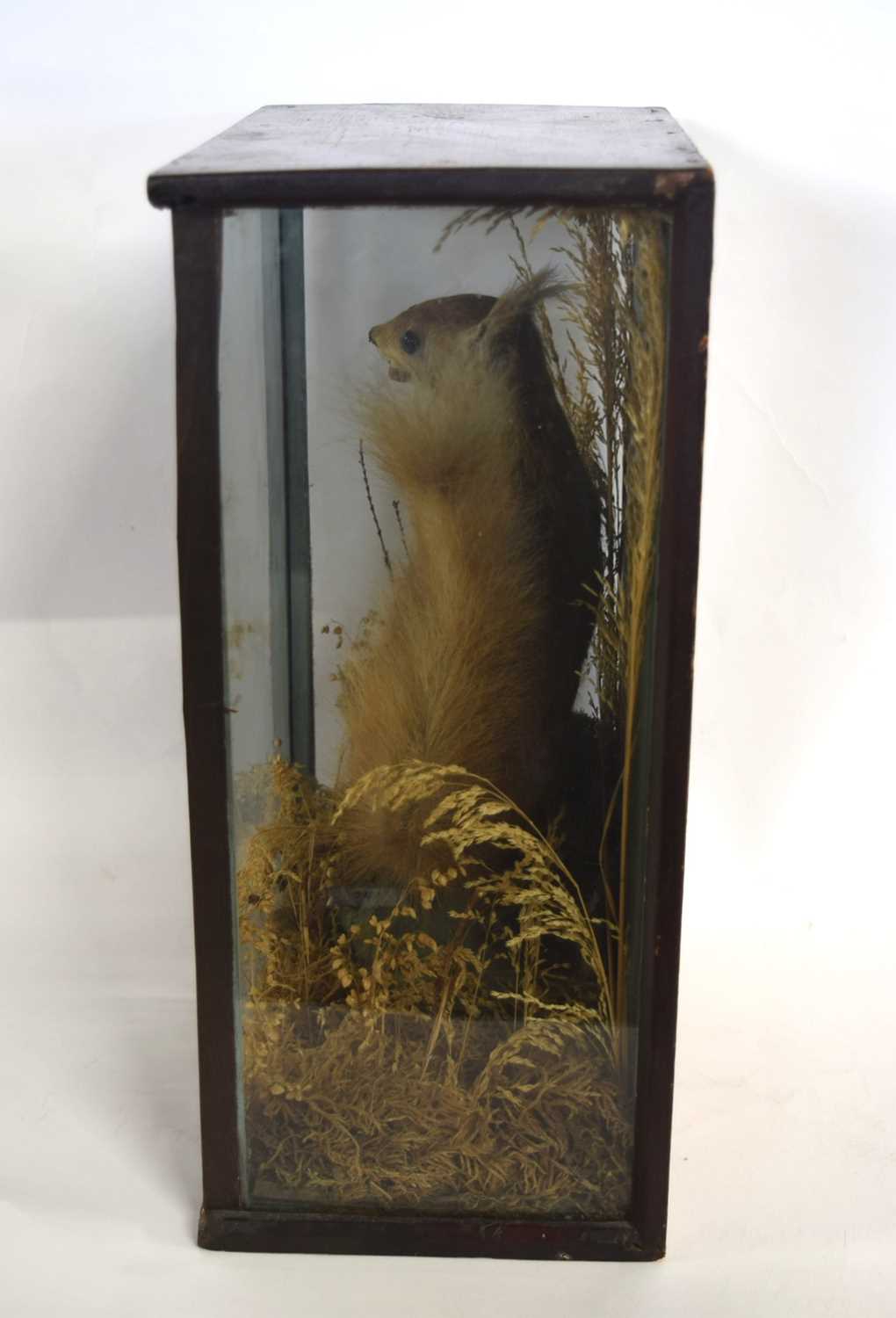 Victorian taxidermy cased red squirrel (Sciurus vulgaris) with nut in mouth in three glass Pannel - Image 3 of 4