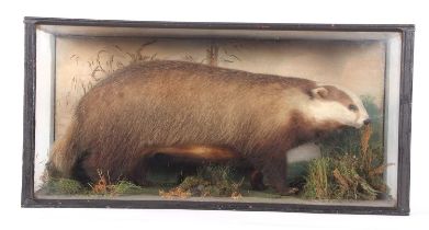 Large Victorian Taxidermy Cased Eurasian Badger (Meles meles) set in naturalistic setting with
