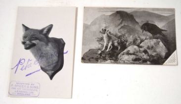 Taxidermy interest - Two Peter Spicer of Leamington Spa Postcards, to include one of Fox mask and