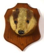 20th century Taxidermy Badger mask on wooden shield