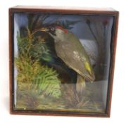 Victorian taxidermy cased European Green Woodpecker (Picus viridis) possibly by Norfolk