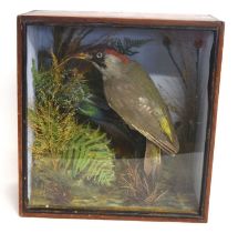 Victorian taxidermy cased European Green Woodpecker (Picus viridis) possibly by Norfolk