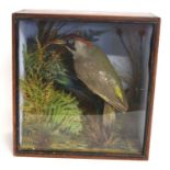 Victorian taxidermy cased European Green Woodpecker (Picus viridis) possibly by Norfolk