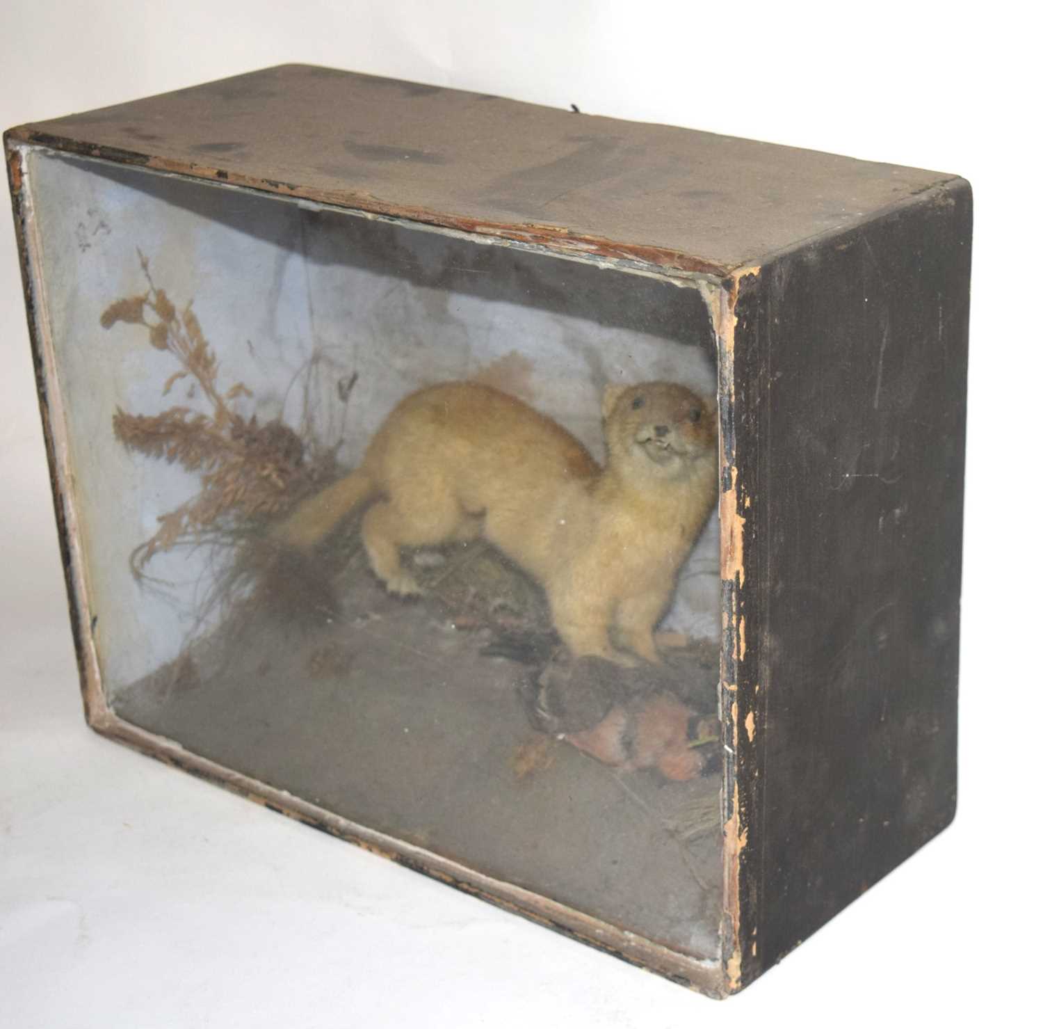 A Victorian taxidermy cased diorama of a Eurasian Stoat (Mustela erminea) set amongst grasses in - Image 3 of 4