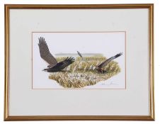 Hilary Burn (British, b.1946), Marsh Harriers, gouache, signed in pencil, 17.5x29cm, framed and