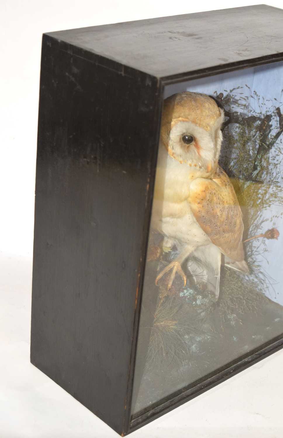 Late Victorian Taxidermy cased Barn Owl (Tyto alba) set in naturalistic setting perched on branch - Image 4 of 5