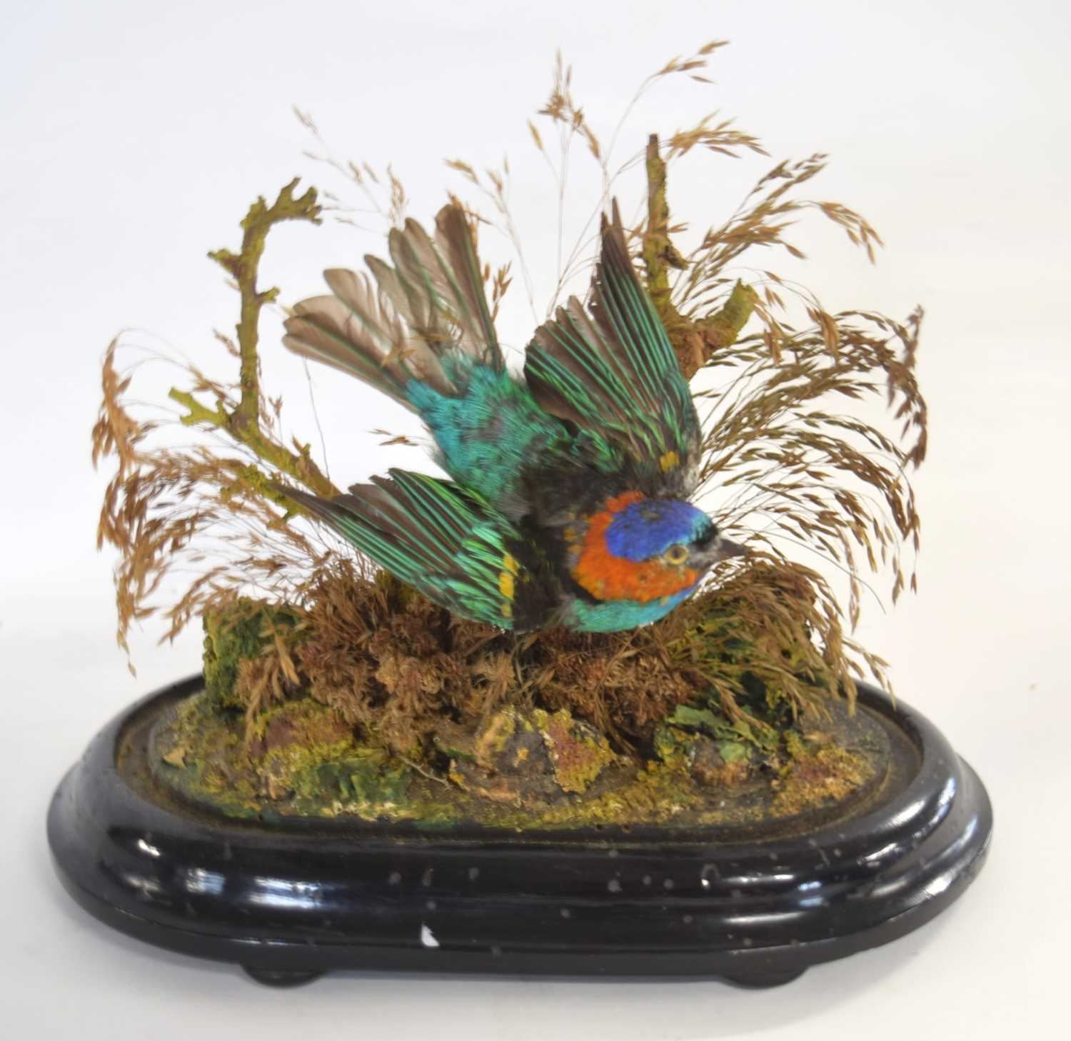 Victorian taxidermy Red necked Tanager (Tangara cyanocephala) bird of paradise by taxidermist - Image 2 of 4