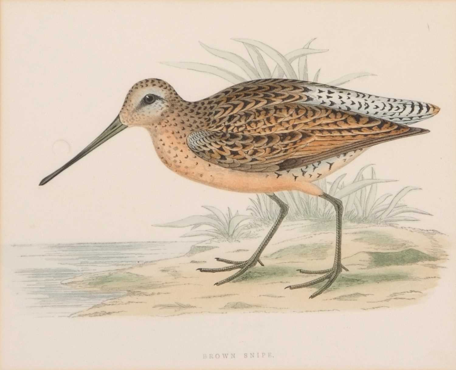 Rev. Francis Orpen Morris (British, 19th century), 'Brown Snipe', hand coloured lithograph, 19. - Image 2 of 2