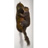 Modern taxidermy wall mounted grey squirrel (Sciurus carolinensis) set on tree trunk and set in