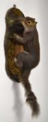 Modern taxidermy wall mounted grey squirrel (Sciurus carolinensis) set on tree trunk and set in