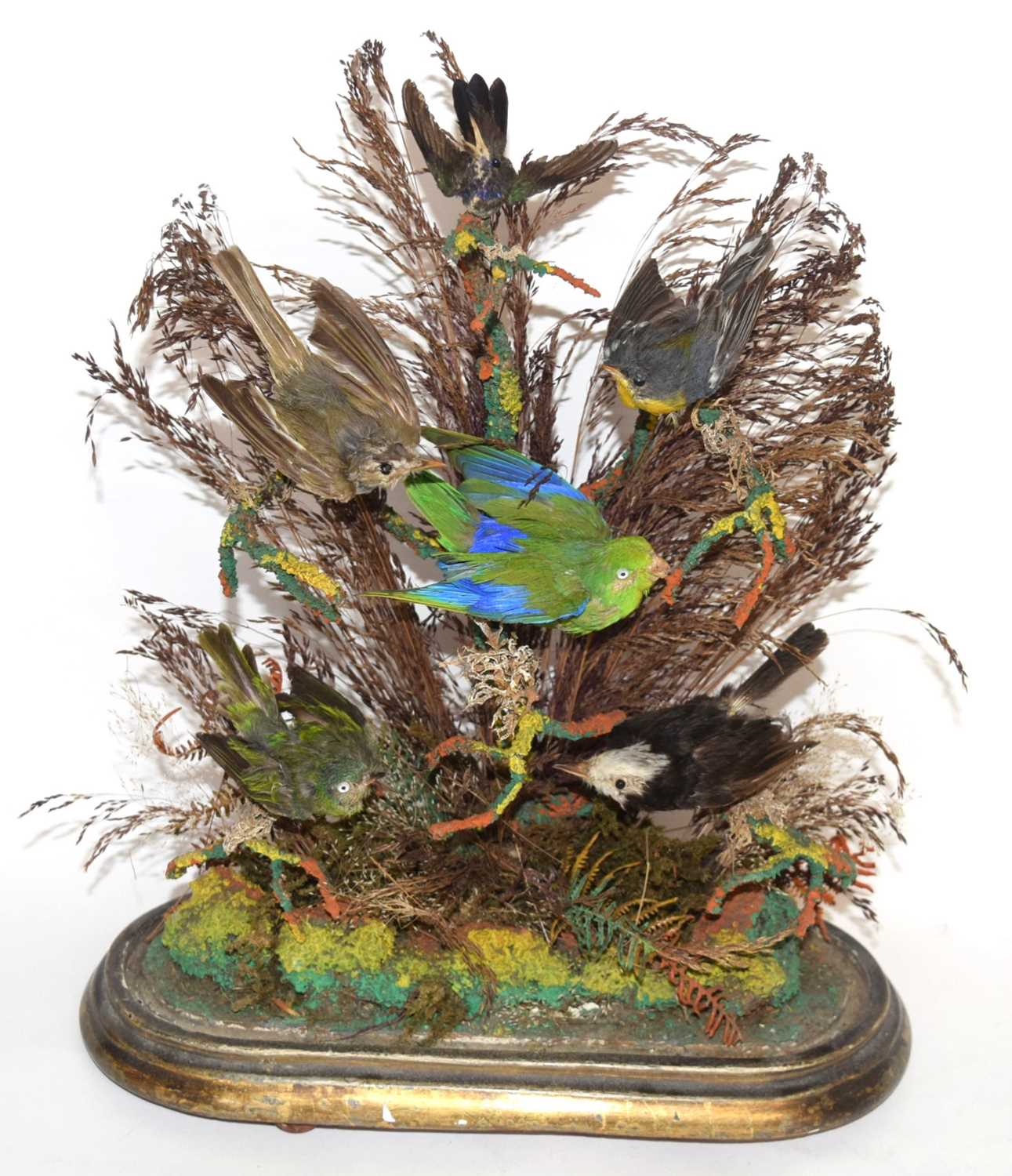 Victorian taxidermy diorama of 6 birds of paradise/ exotic birds set under glass dome in - Image 2 of 5
