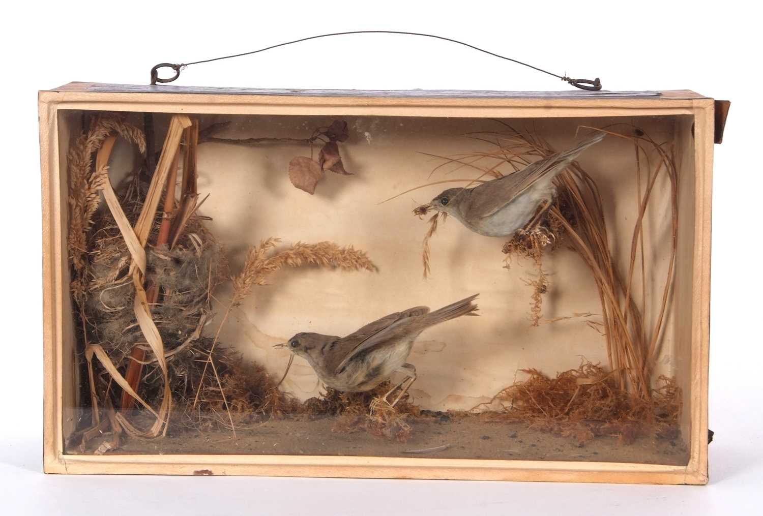 Early Victorian Taxidermy Cased Pair of Reed Warblers (Lagopus lagopus) by Taxidermist Fowler's