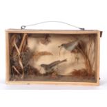 Early Victorian Taxidermy Cased Pair of Reed Warblers (Lagopus lagopus) by Taxidermist Fowler's