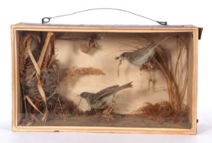 Early Victorian Taxidermy Cased Pair of Reed Warblers (Lagopus lagopus) by Taxidermist Fowler's