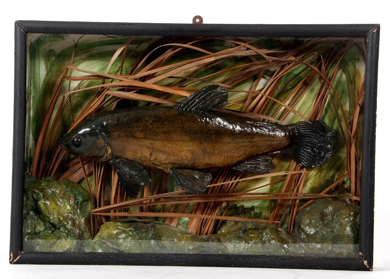 Cased taxidermy Tench in naturalistic setting with green painted background and reeds. Case