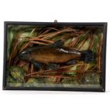 Cased taxidermy Tench in naturalistic setting with green painted background and reeds. Case