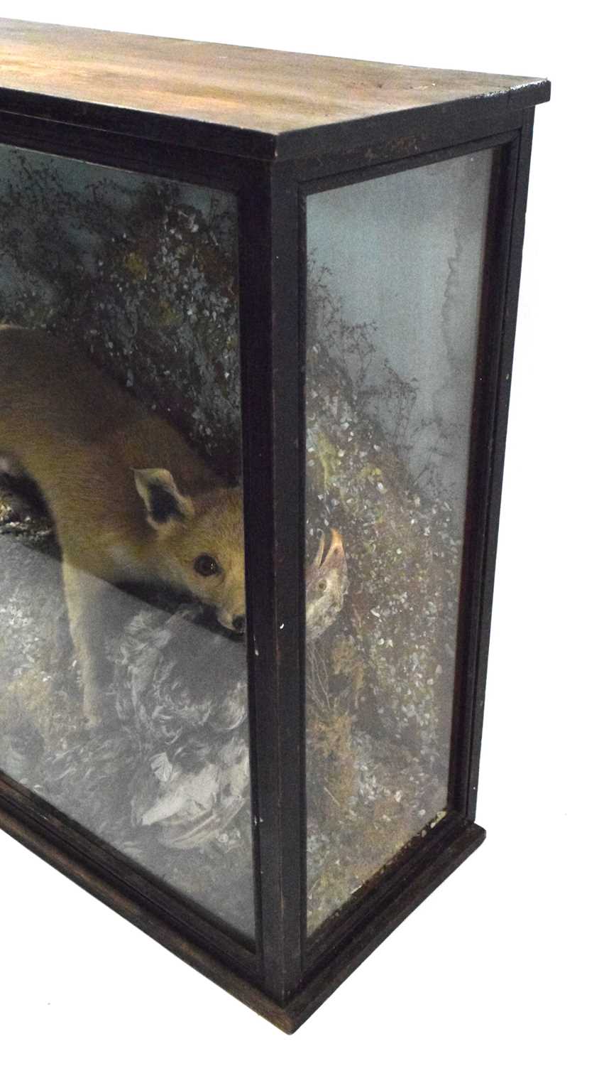 Late 19th / Early 20th century taxidermy cased Fox (vulpes vulpes) attacking a chicken, set in - Image 4 of 7