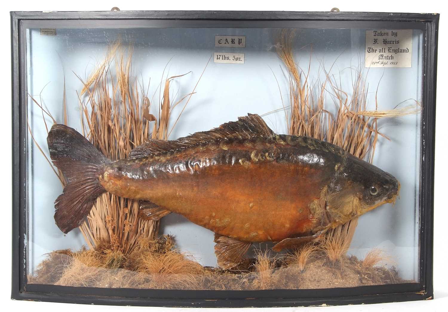 Taxidermy cased Carp set in naturalistic setting in bow- fronted black case. Labels top right: “ - Image 2 of 2