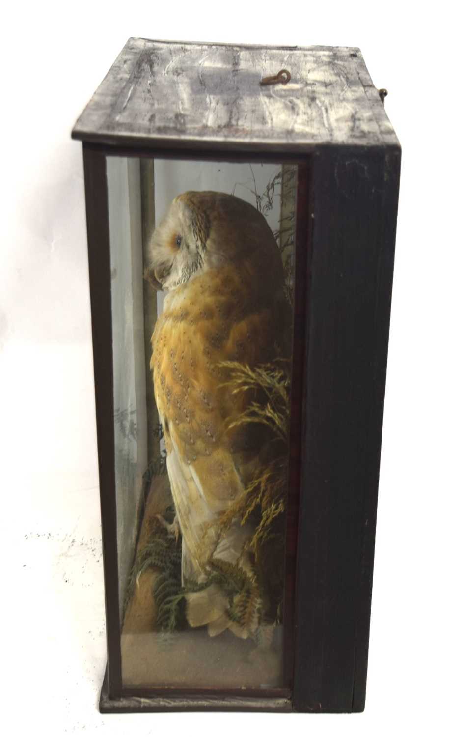 Victorian taxidermy cased Barn Owl (Tyto alba) with dead prey in mouth and under talon, set in - Image 3 of 4