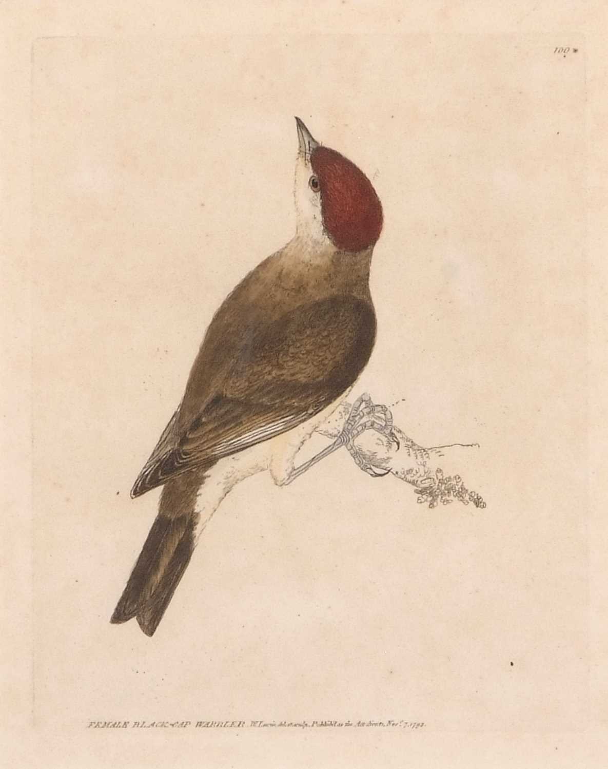 William Lewin (British,18th century), 'Black Cap Warbler' and 'Female Black Cap Warbler' hand - Image 2 of 5