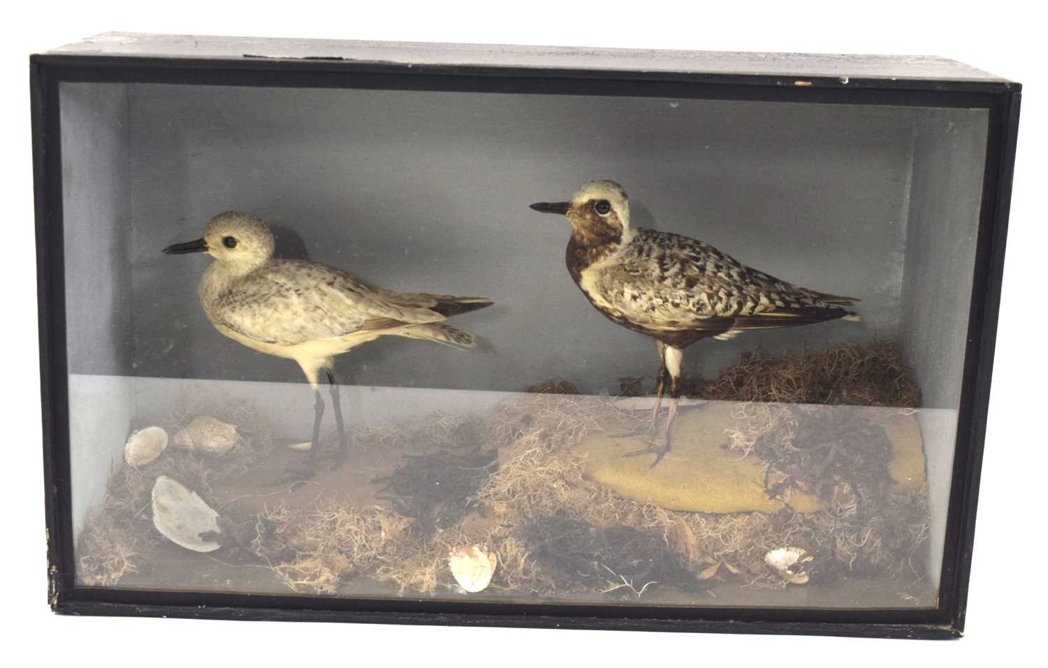 Victorian taxidermy cased pair of Common grey Plovers (Pluvialis squatarola) set in naturalistic