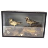Victorian taxidermy cased pair of Common grey Plovers (Pluvialis squatarola) set in naturalistic
