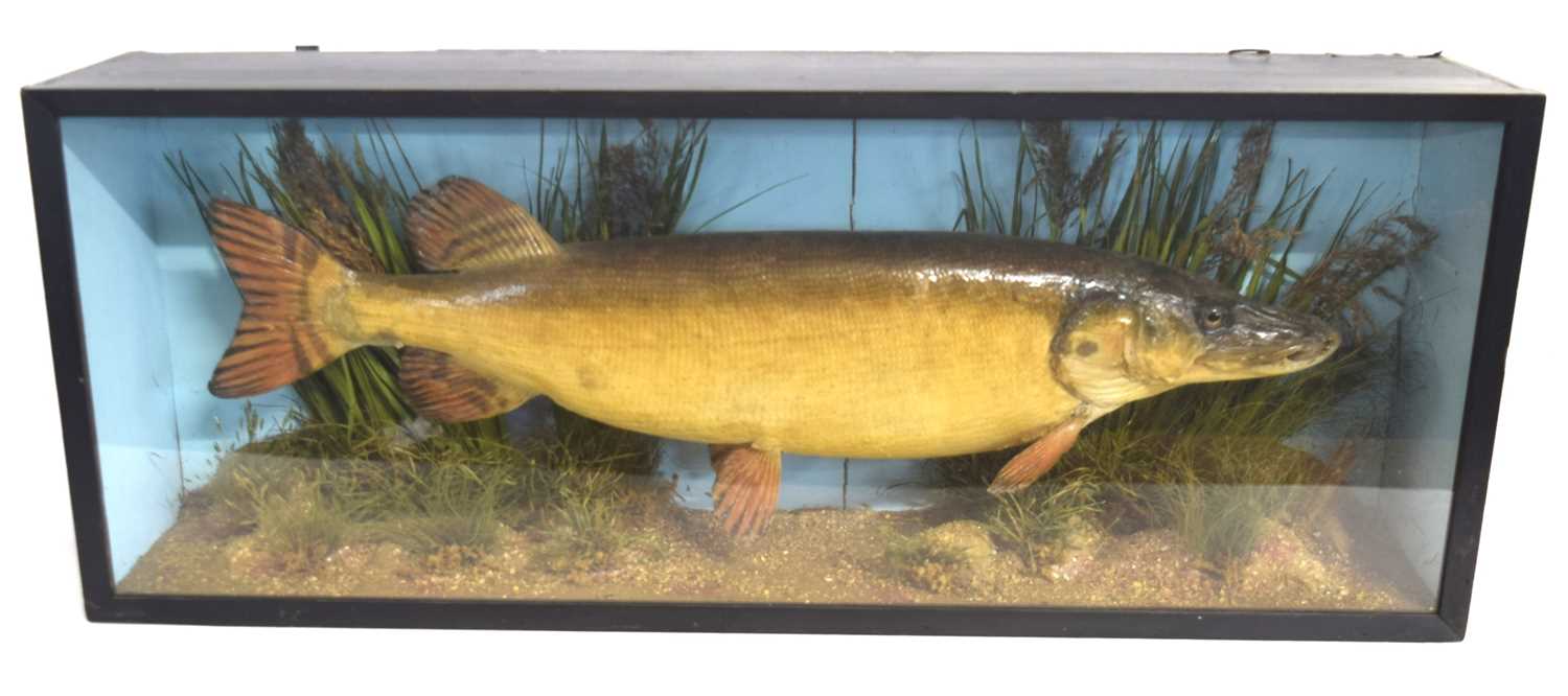 Early 20th century Taxidermy cased Pike by Taxidermist F. Askew & sons, with label to back of