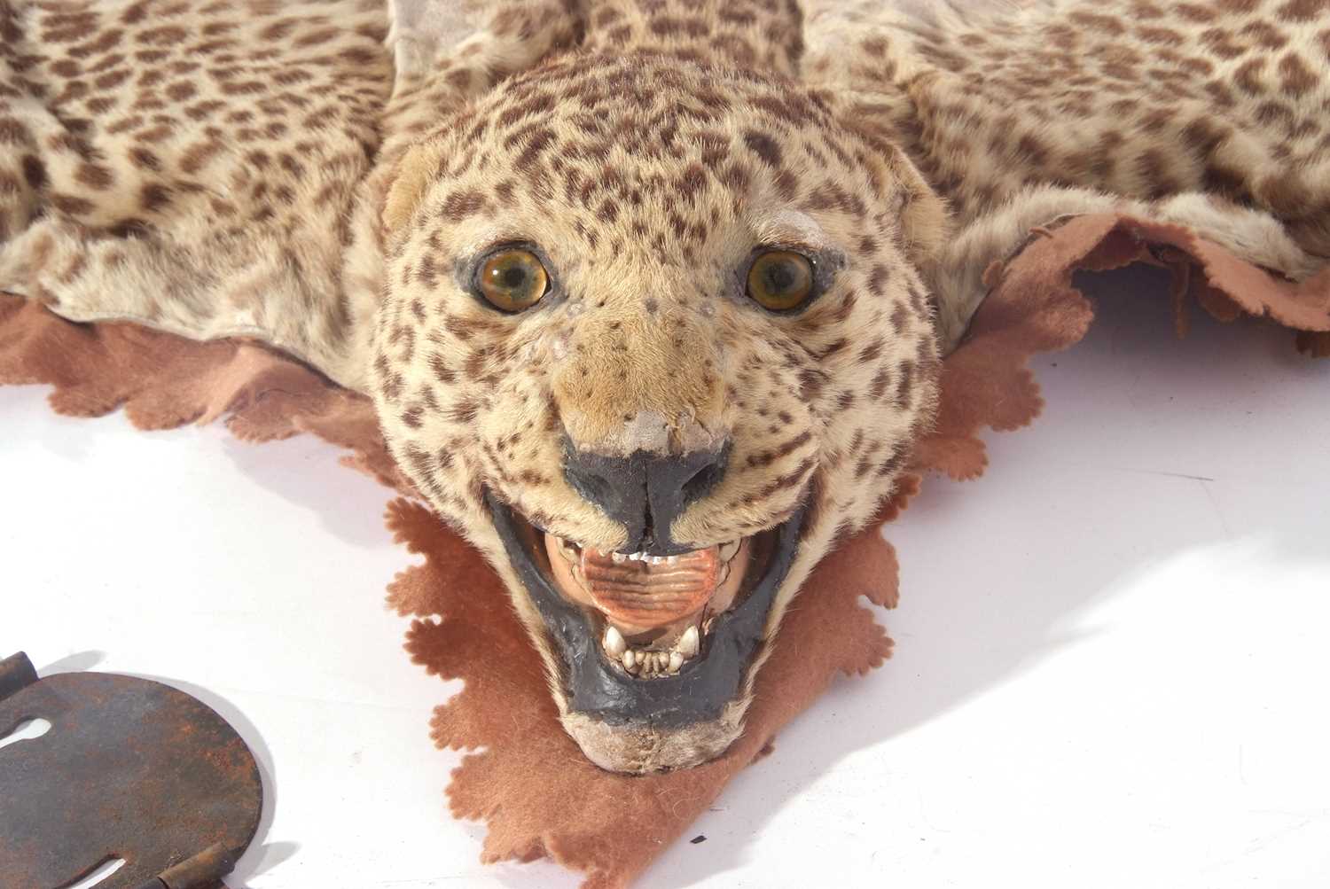 A Juvenile Leopard (Panthera pardus) skin rug on a brown felt mount by the Theobald Bros of - Image 5 of 7