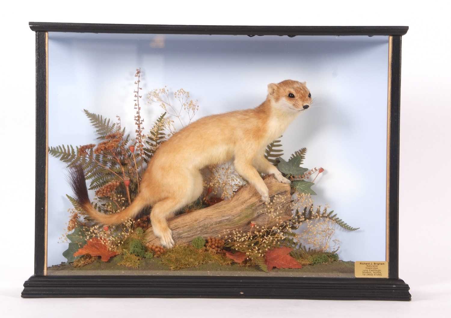 Modern Taxidermy cased Eurasian Stoat (Mustela erminea) by Norfolk Taxidermist Richard Brigham set