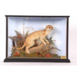 Modern Taxidermy cased Eurasian Stoat (Mustela erminea) by Norfolk Taxidermist Richard Brigham set