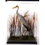 Taxidermy Grey Heron (Ardea cinerea) set in naturalistic setting with reeds, perched on rock. Pebble