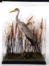 Taxidermy Grey Heron (Ardea cinerea) set in naturalistic setting with reeds, perched on rock. Pebble