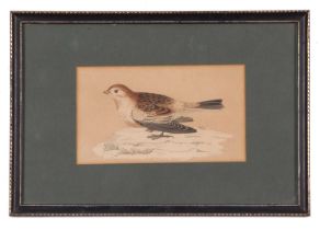 Alexander Francis Lydon (Irish / British), Snow Bunting, wood cut print circa 1870, 10x18cm,