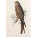 Edward Lear (1812-1888), 'Black Kite. Milvis ater', hand coloured lithograph, printed by Charles