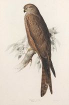 Edward Lear (1812-1888), 'Black Kite. Milvis ater', hand coloured lithograph, printed by Charles