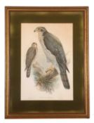 John Gould and Henry Constantine Richter (British, 19th century), 'Astur Palumbarius' (Goshawk),