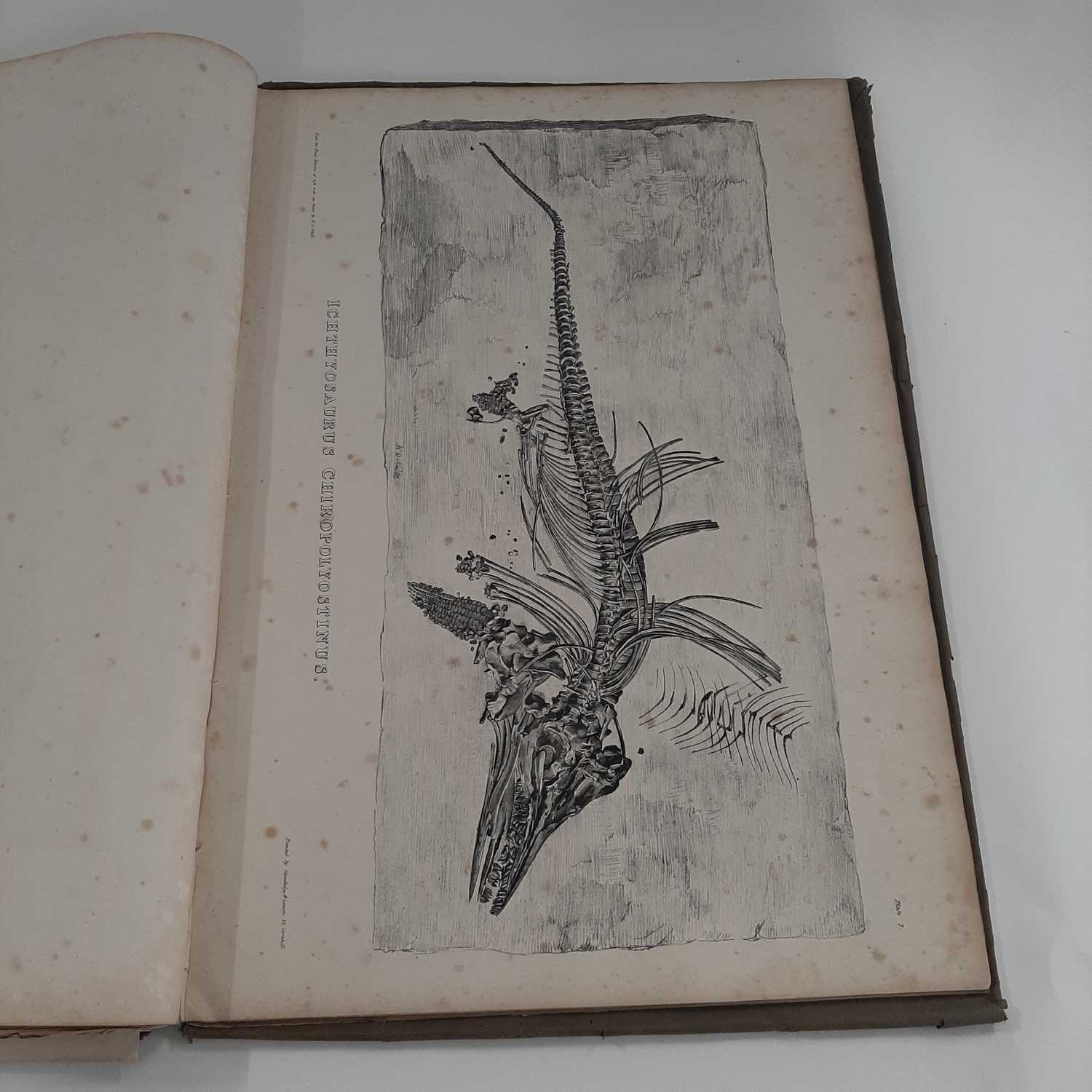 Hawkins (Thomas). Memoirs of Ichthyosauri and Plesiosauri, Extinct Monsters of the Ancient Earth, - Image 18 of 21