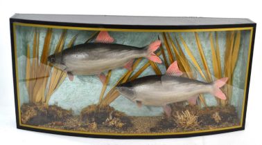 Modern taxidermy 20th Century cased pair of Rudd (Scardinrus Erythrophthalmus) (plaster cast), set