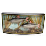 Modern taxidermy 20th Century cased pair of Rudd (Scardinrus Erythrophthalmus) (plaster cast), set