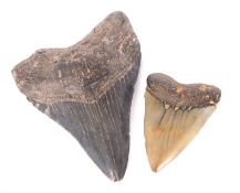Two prehistoric shark teeth fossils