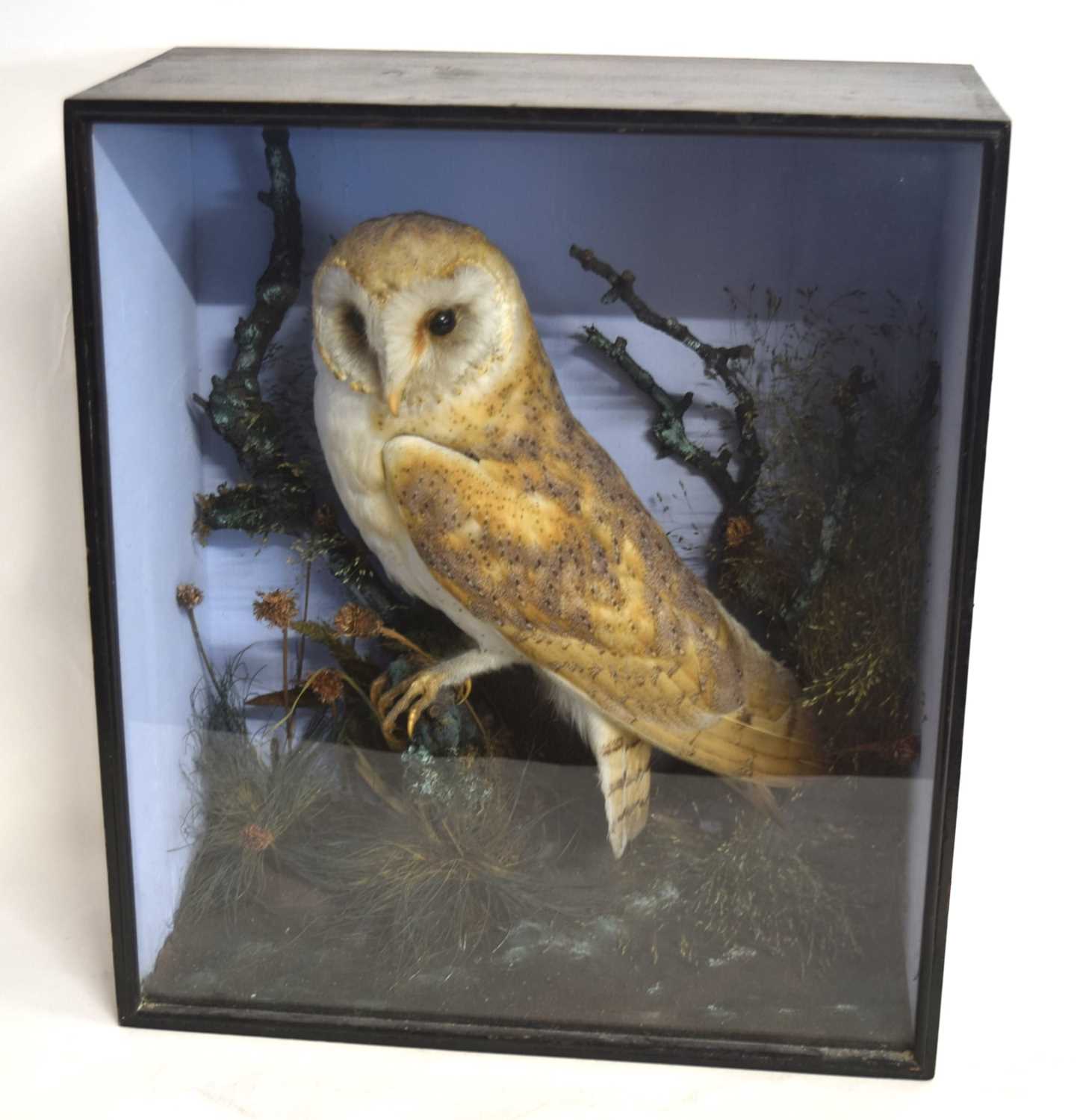 Late Victorian Taxidermy cased Barn Owl (Tyto alba) set in naturalistic setting perched on branch - Image 2 of 5