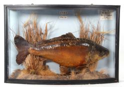 Taxidermy cased Carp set in naturalistic setting in bow- fronted black case. Labels top right: “