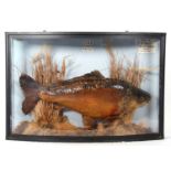 Taxidermy cased Carp set in naturalistic setting in bow- fronted black case. Labels top right: “